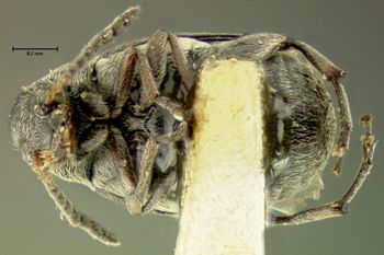 Media type: image;   Entomology 25062 Aspect: habitus ventral view